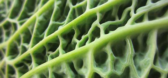 Cabbage Macro by Danny Nicholson