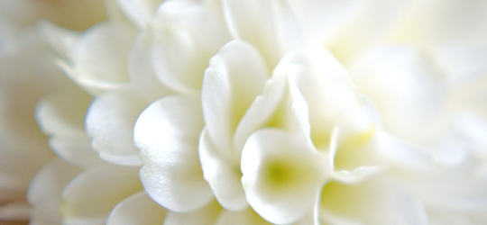 Flower Macro, by [George Hodan](http://www.facebook.com/hodanpictures?ref=hl)