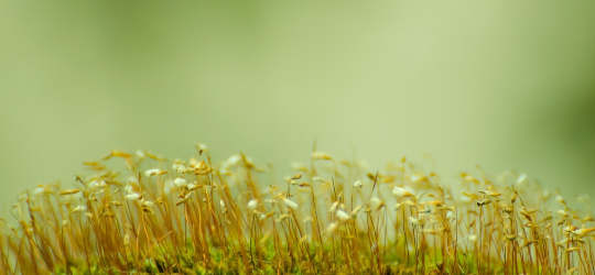 Macro Moss, by [George Hodan](http://www.publicdomainpictures.net/view-image.php?image=44747&picture=moss)