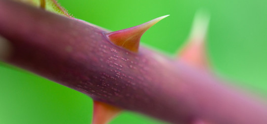 Macro Thorn, by [Petr Kratochvil](http://www.publicdomainpictures.net/view-image.php?image=24320&picture=macro-thorn)